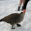 Photo: Marked Canada Goose Spotted In Prospect Park